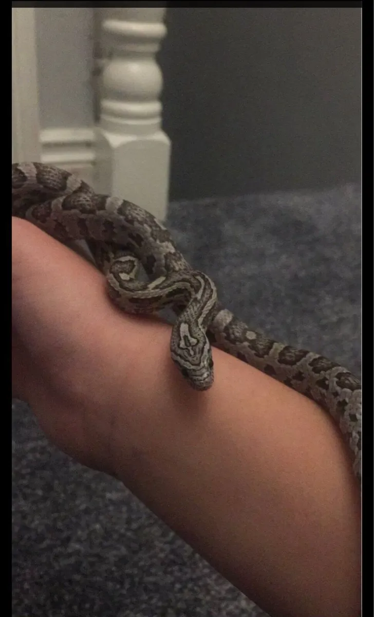 corn snake - Image 1