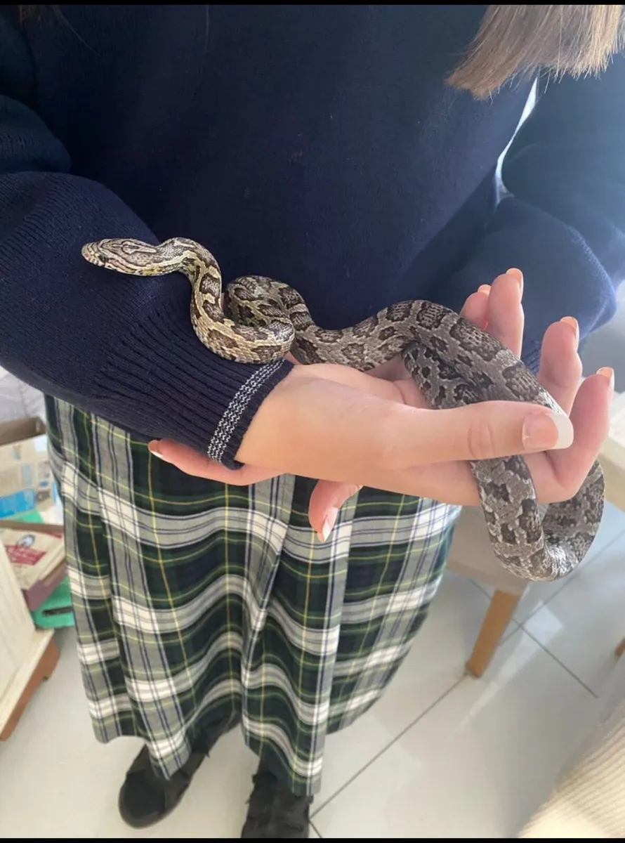corn snake - Image 2
