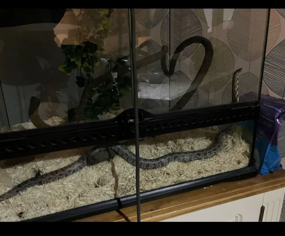 corn snake - Image 3