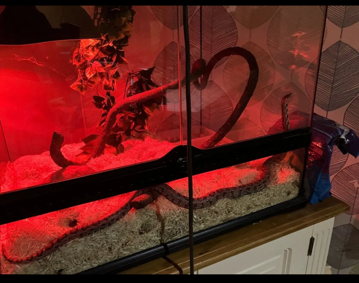 corn snake - Image 4