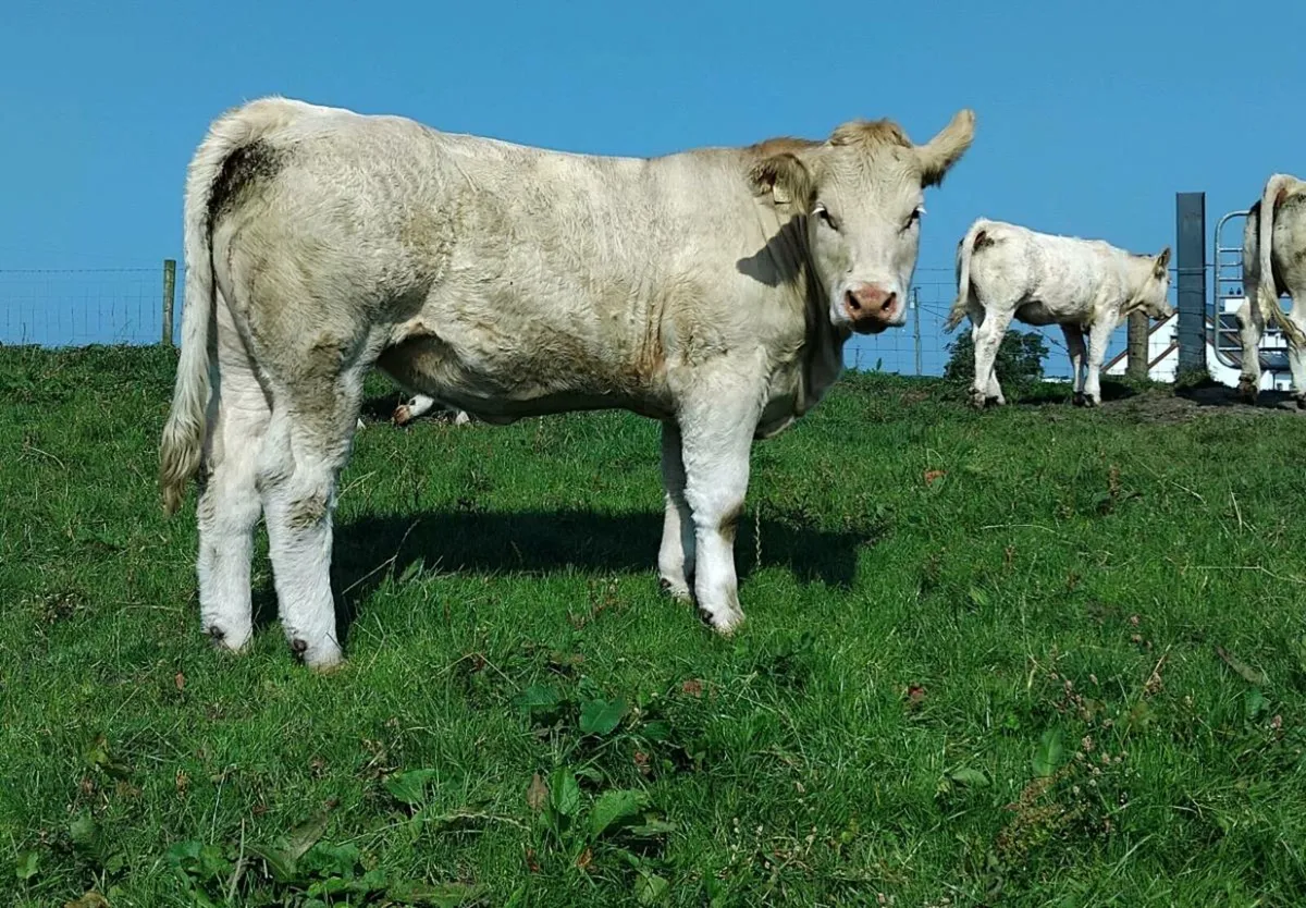 Pure Bred Charolais Heifers - Image 1
