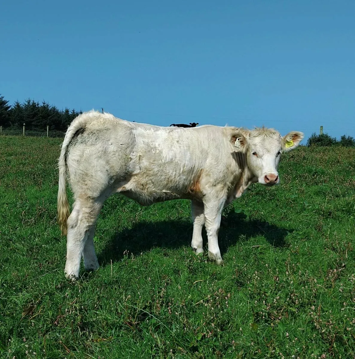 Pure Bred Charolais Heifers - Image 4