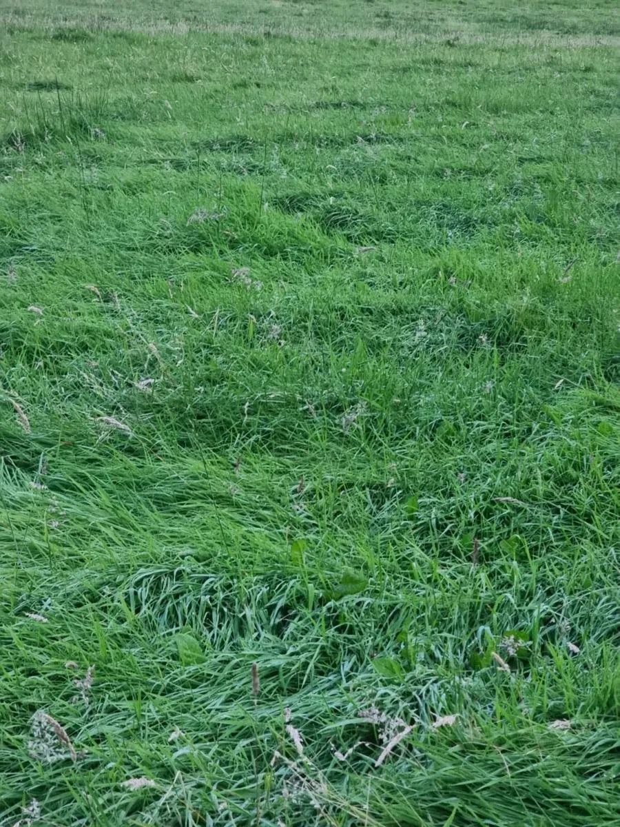 Grass for cutting - Image 1