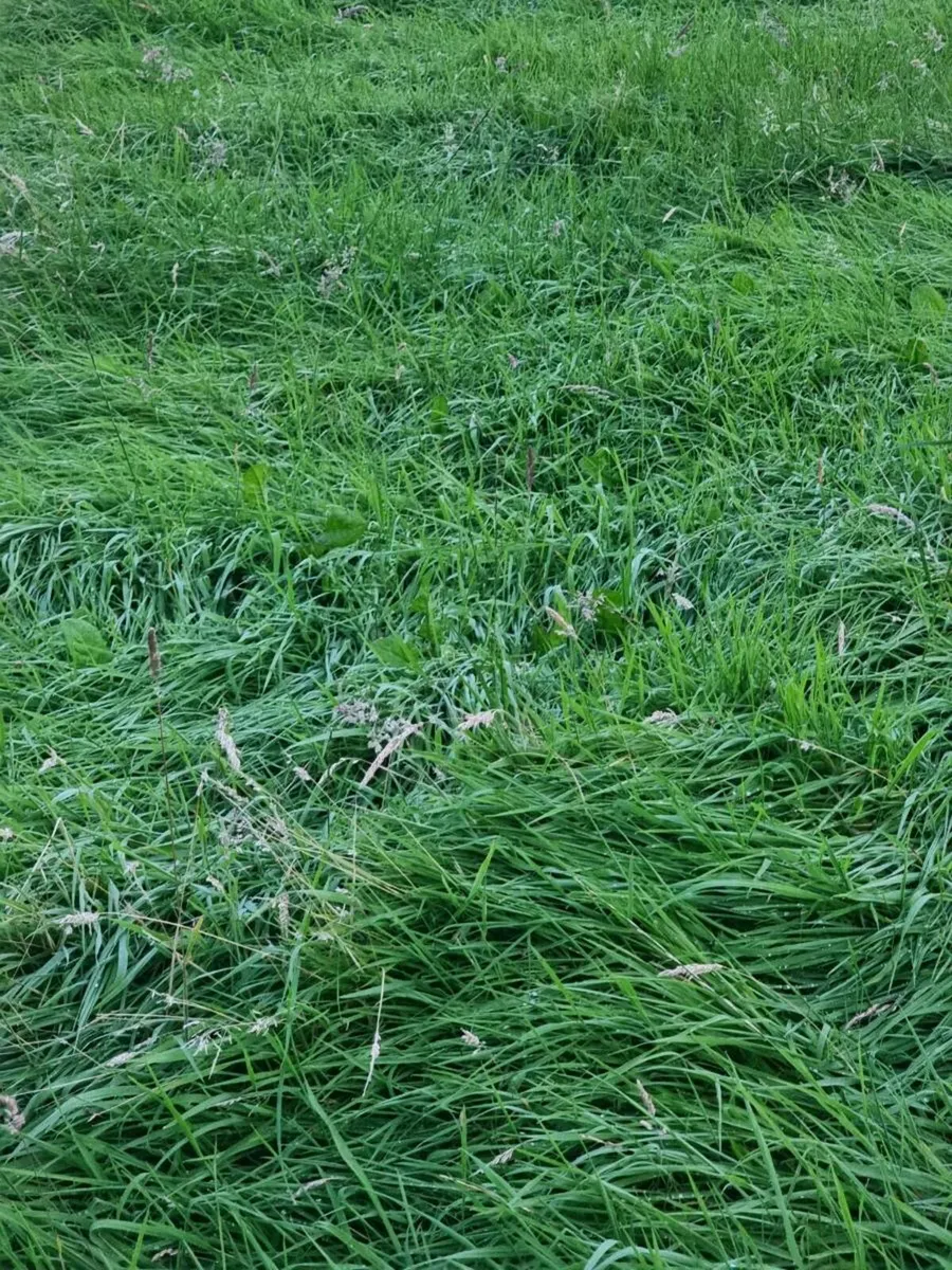 Grass for cutting - Image 2