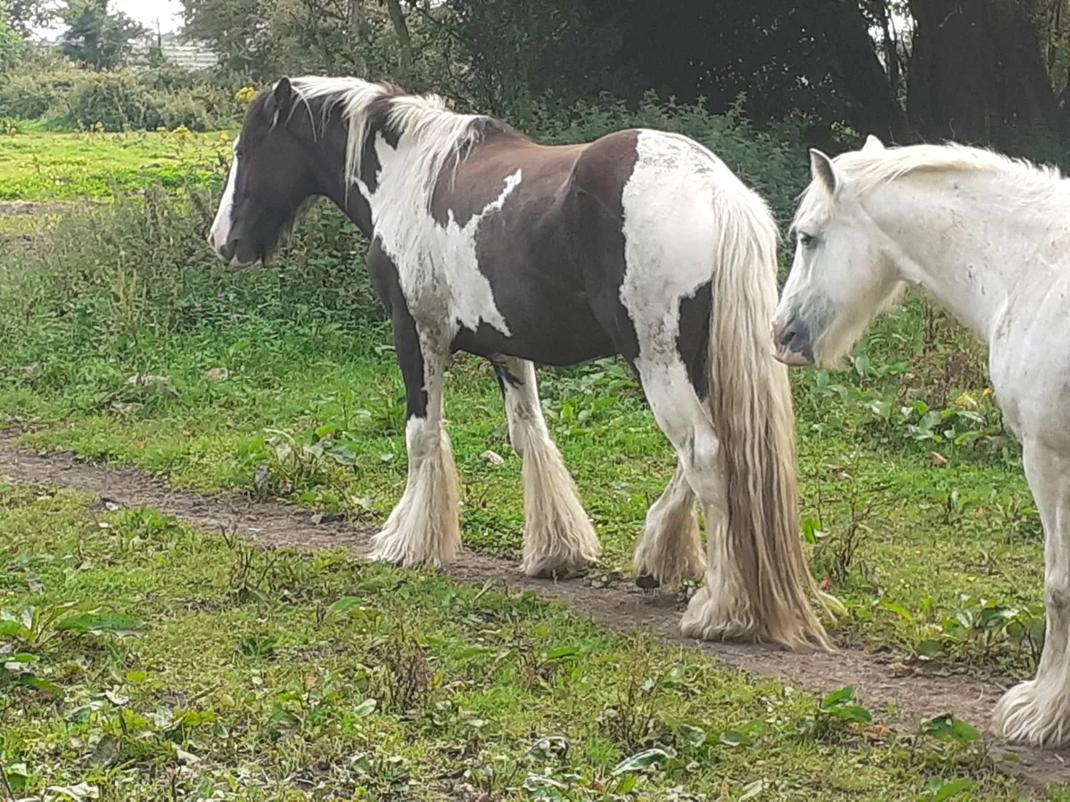 Heavy Black and White Stallion - Image 1
