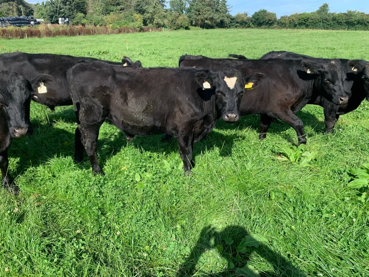 Angus bullocks - Image 2