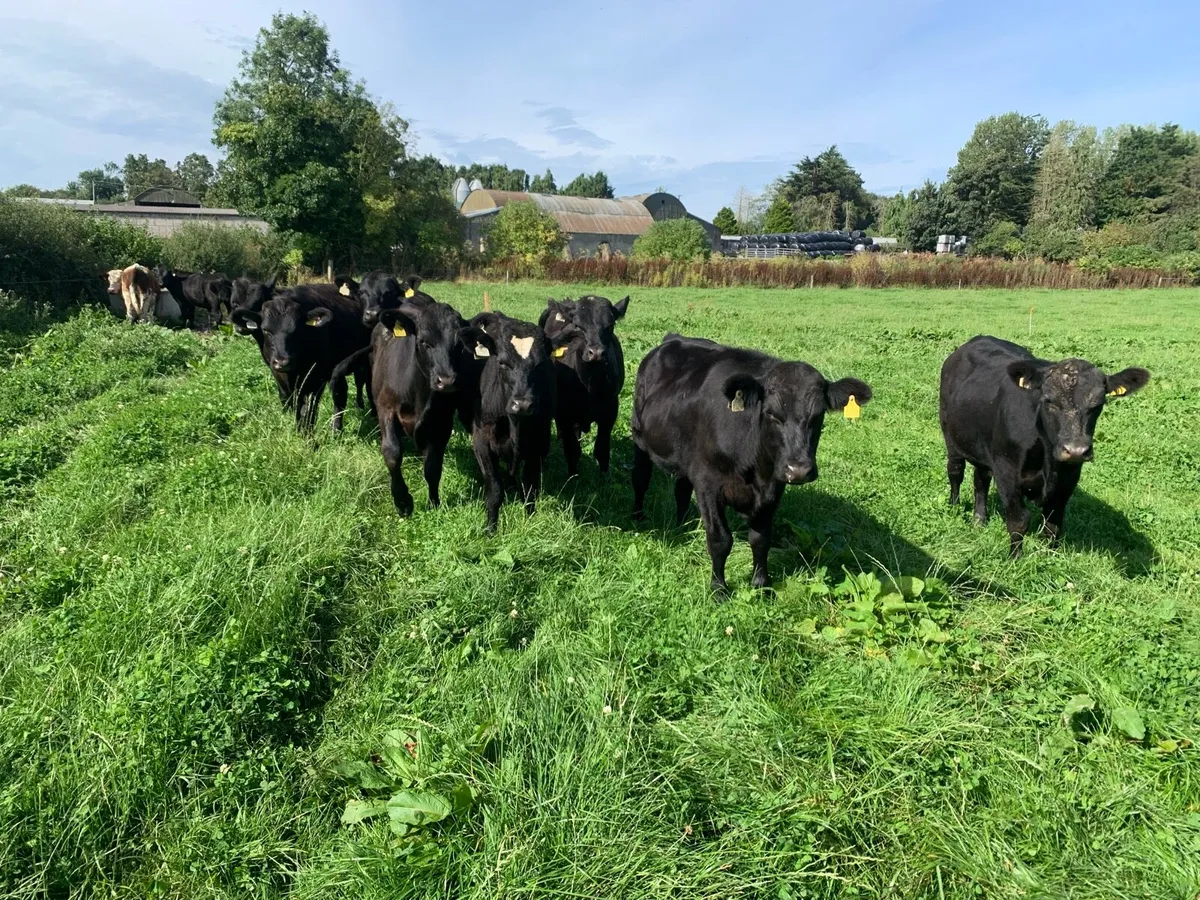 Angus bullocks - Image 3