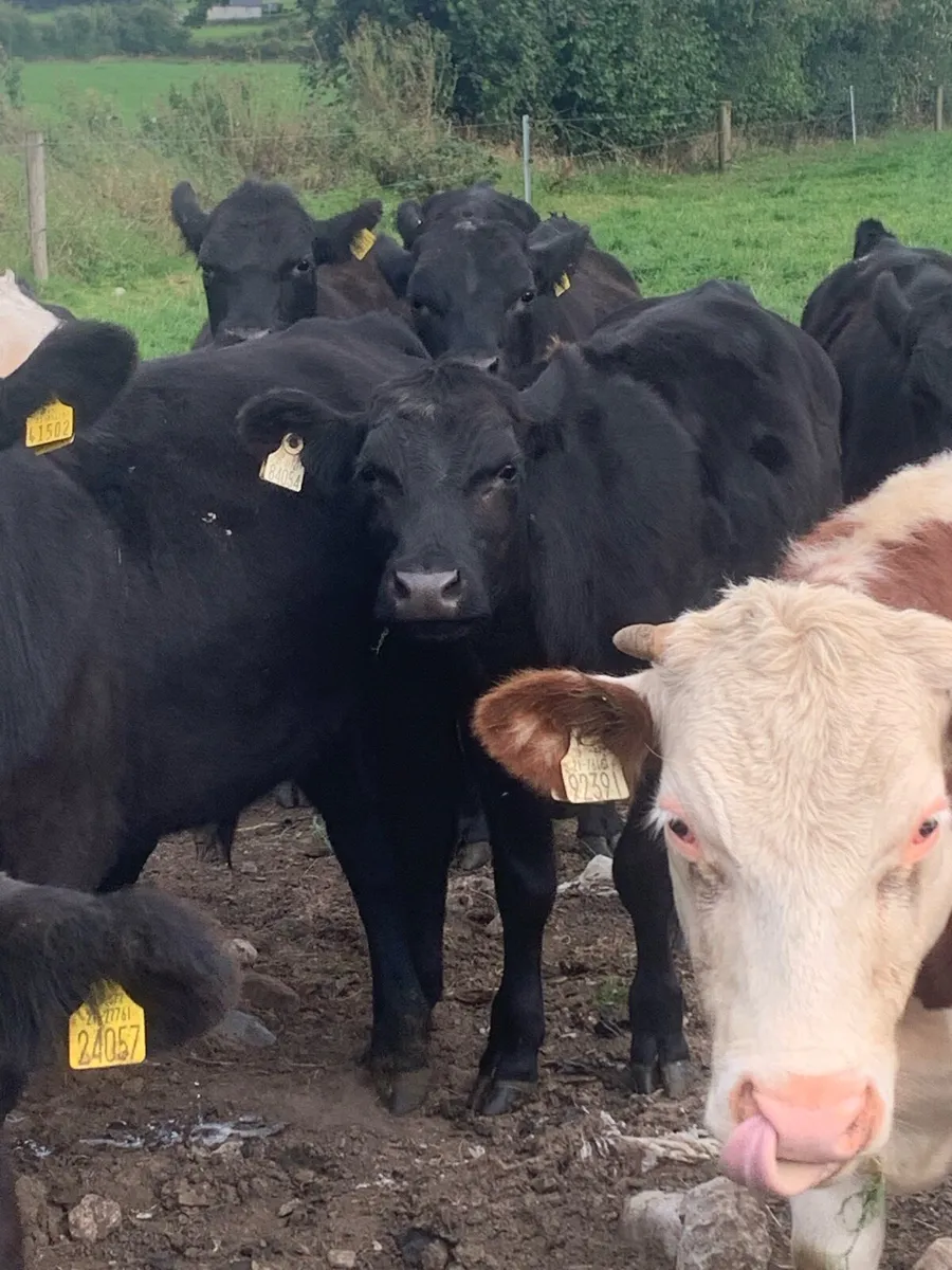 Angus bullocks - Image 1