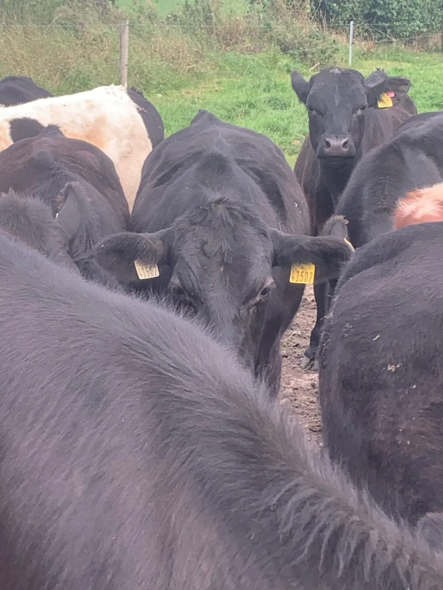 Angus bullocks - Image 4