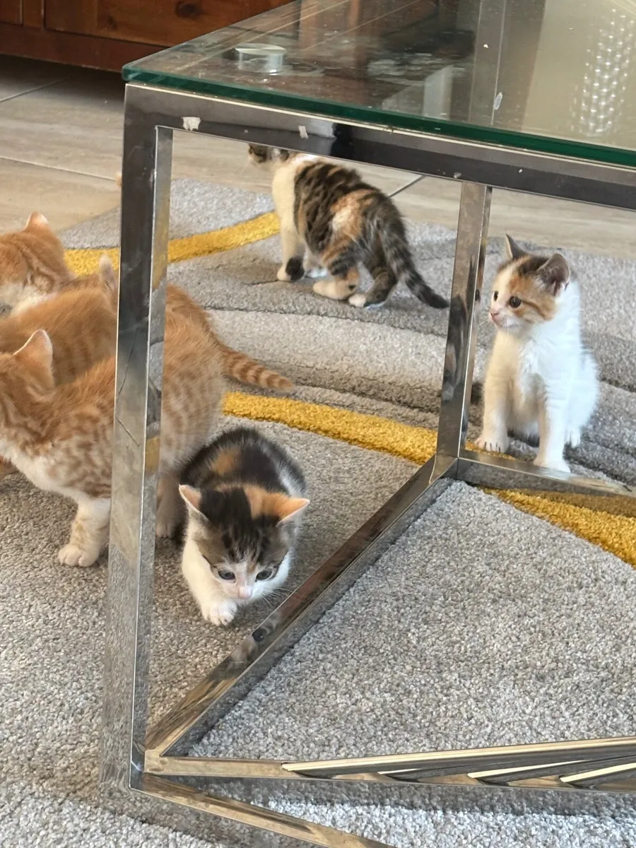Kittens