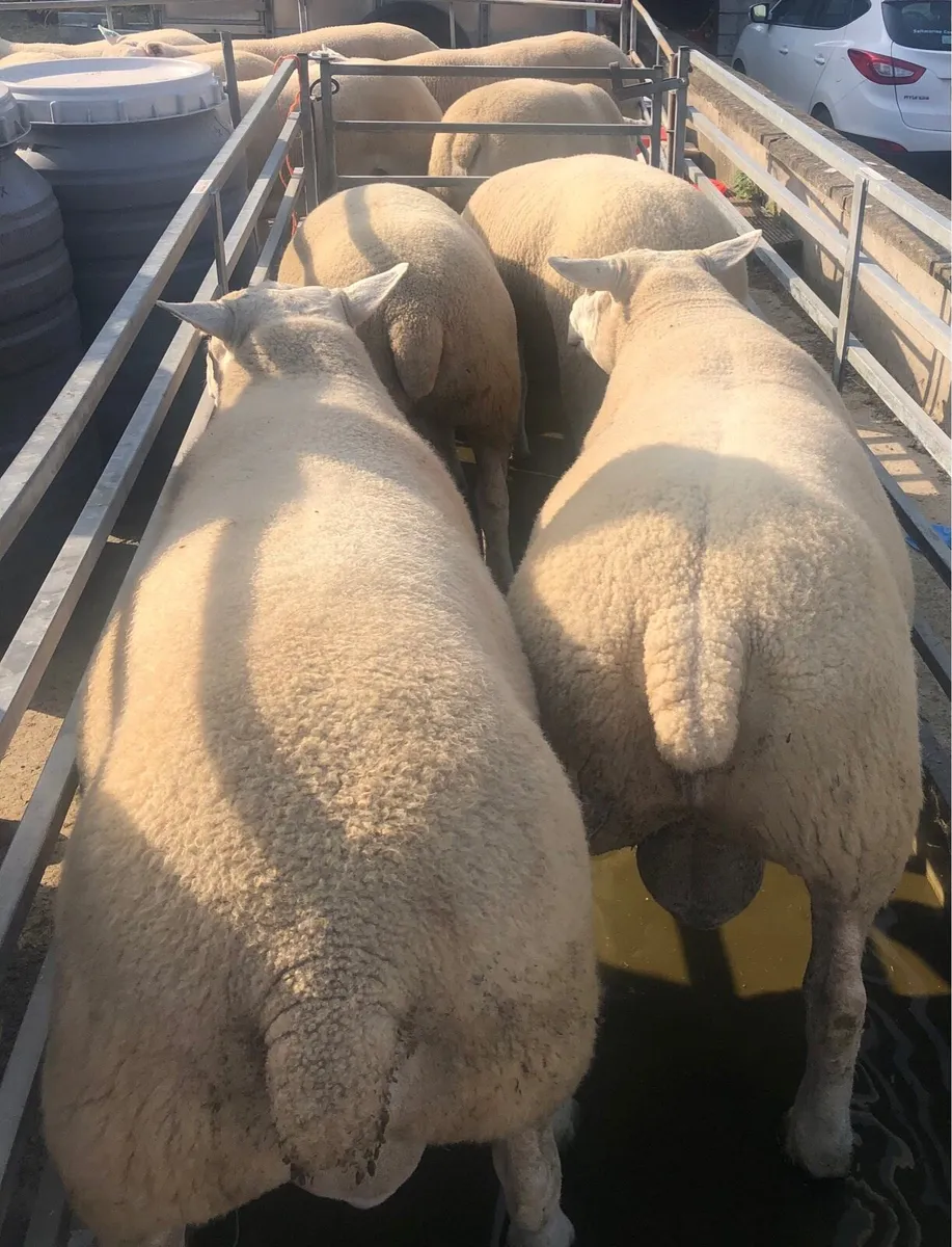 Texel Shearling Rams - Image 3