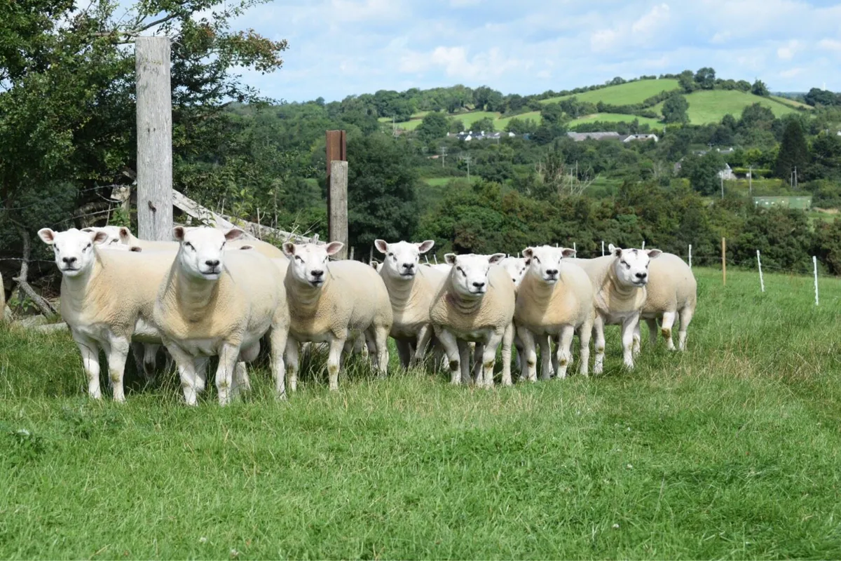 Texel Shearling Rams - Image 1