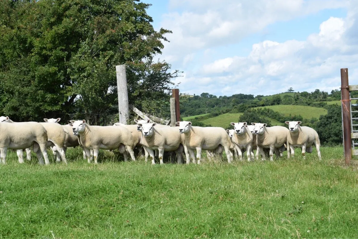 Texel Shearling Rams - Image 2