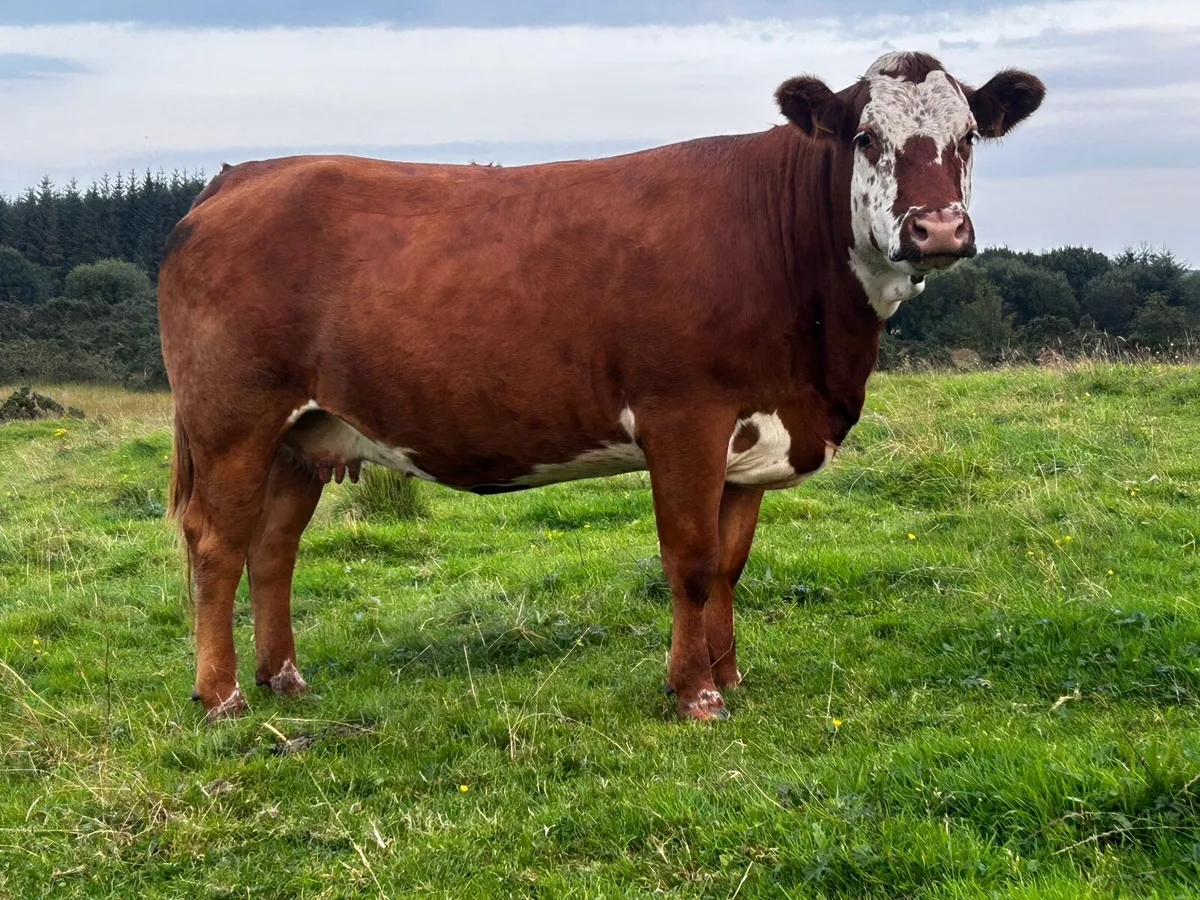 5 Star In-Calf Limousin Cow - Image 1