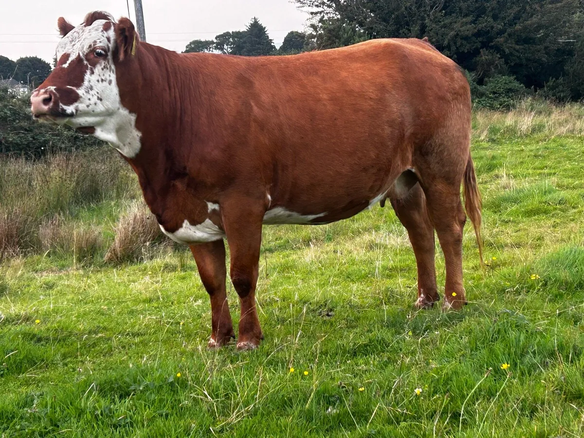 5 Star In-Calf Limousin Cow - Image 2