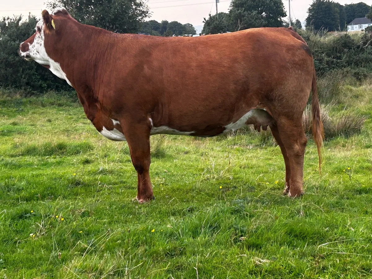 5 Star In-Calf Limousin Cow - Image 3