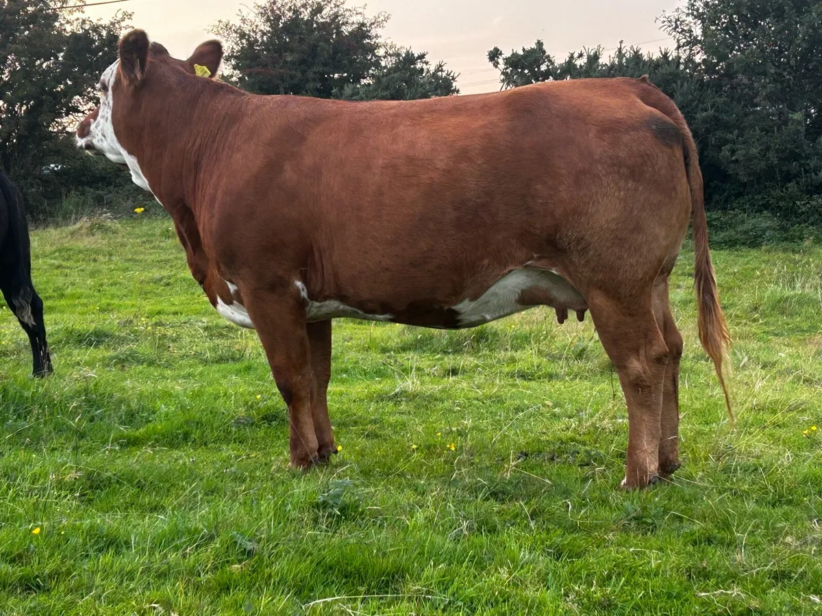 5 Star In-Calf Limousin Cow - Image 4