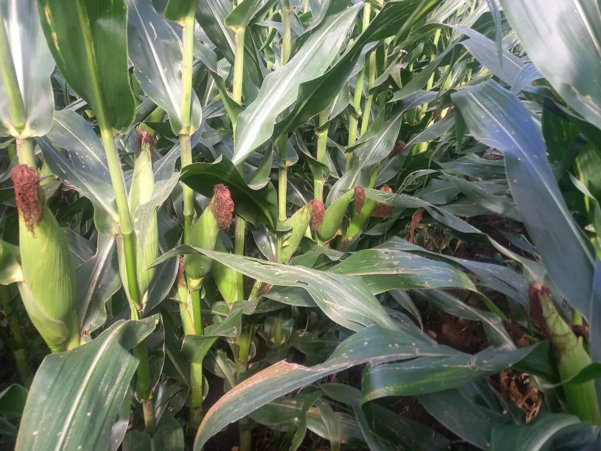 Maize in pit