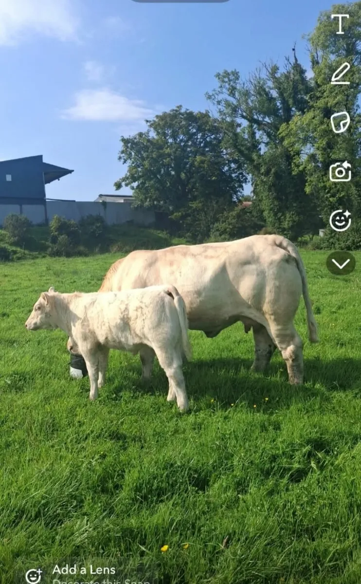 Cow and calf at foot - Image 1