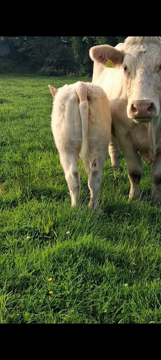 Cow and calf at foot - Image 2