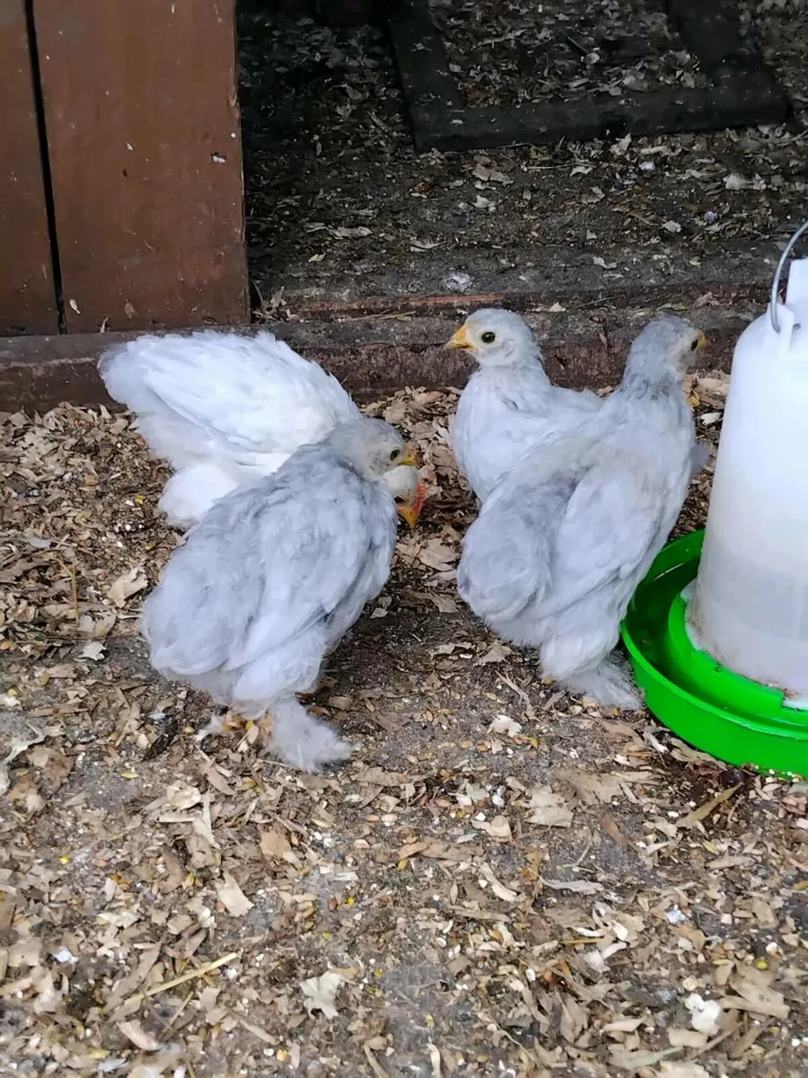 Chickens - Image 1