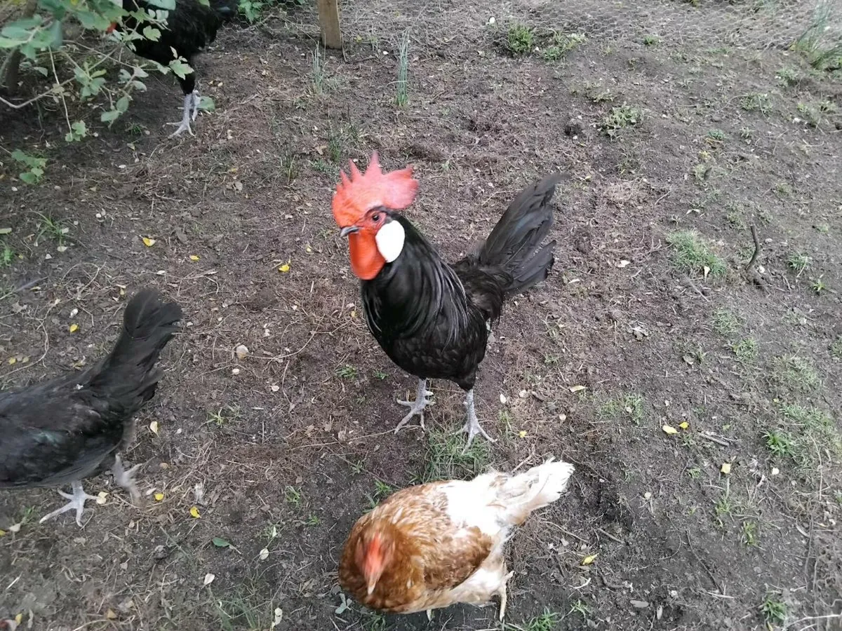 Chickens - Image 3