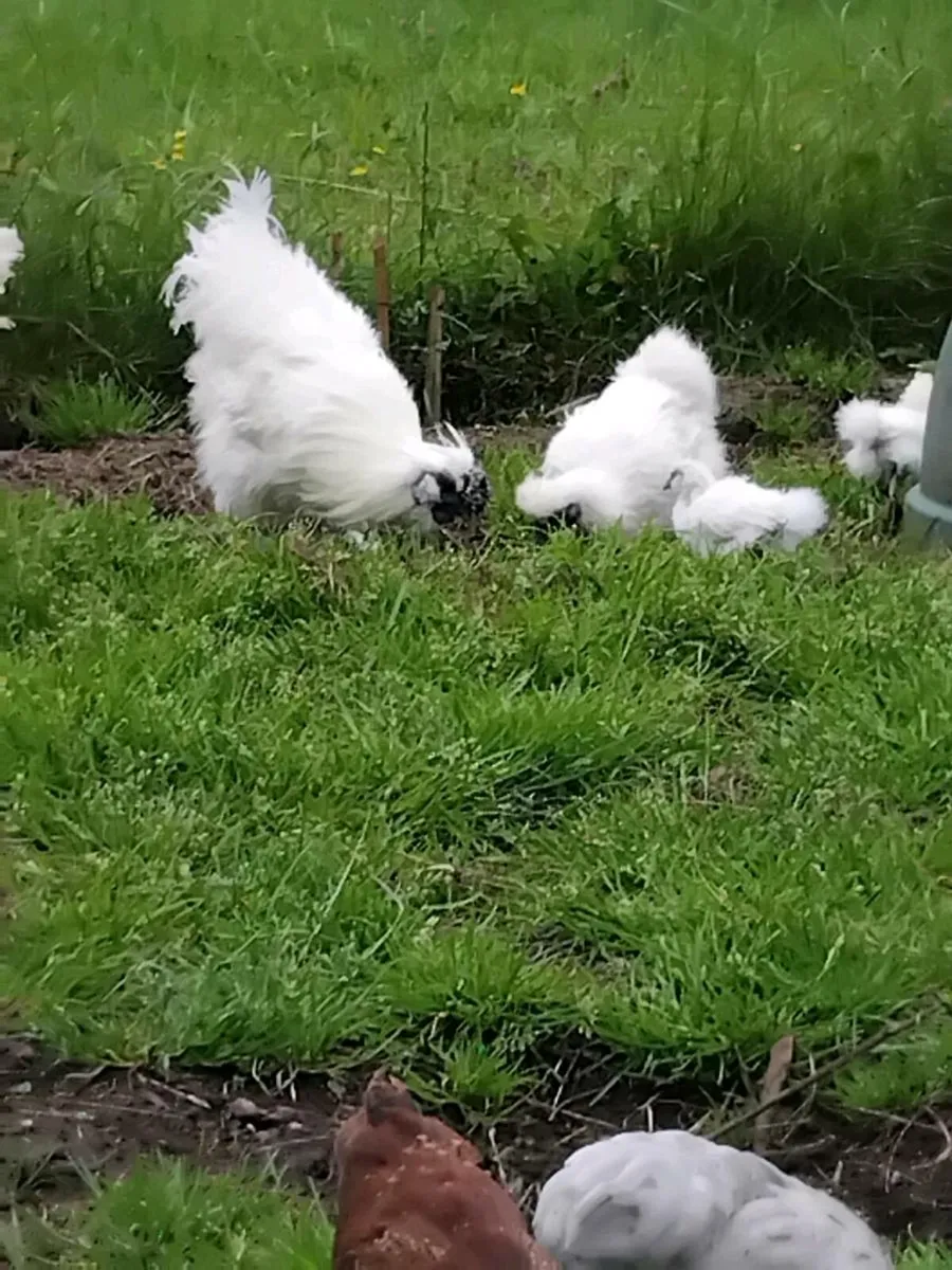 Chickens - Image 4