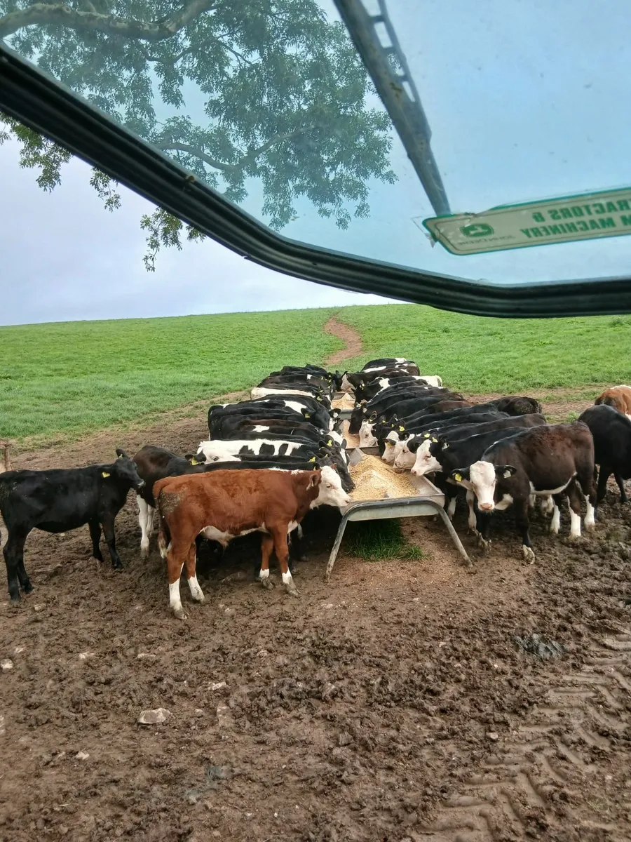 Calves - Image 2