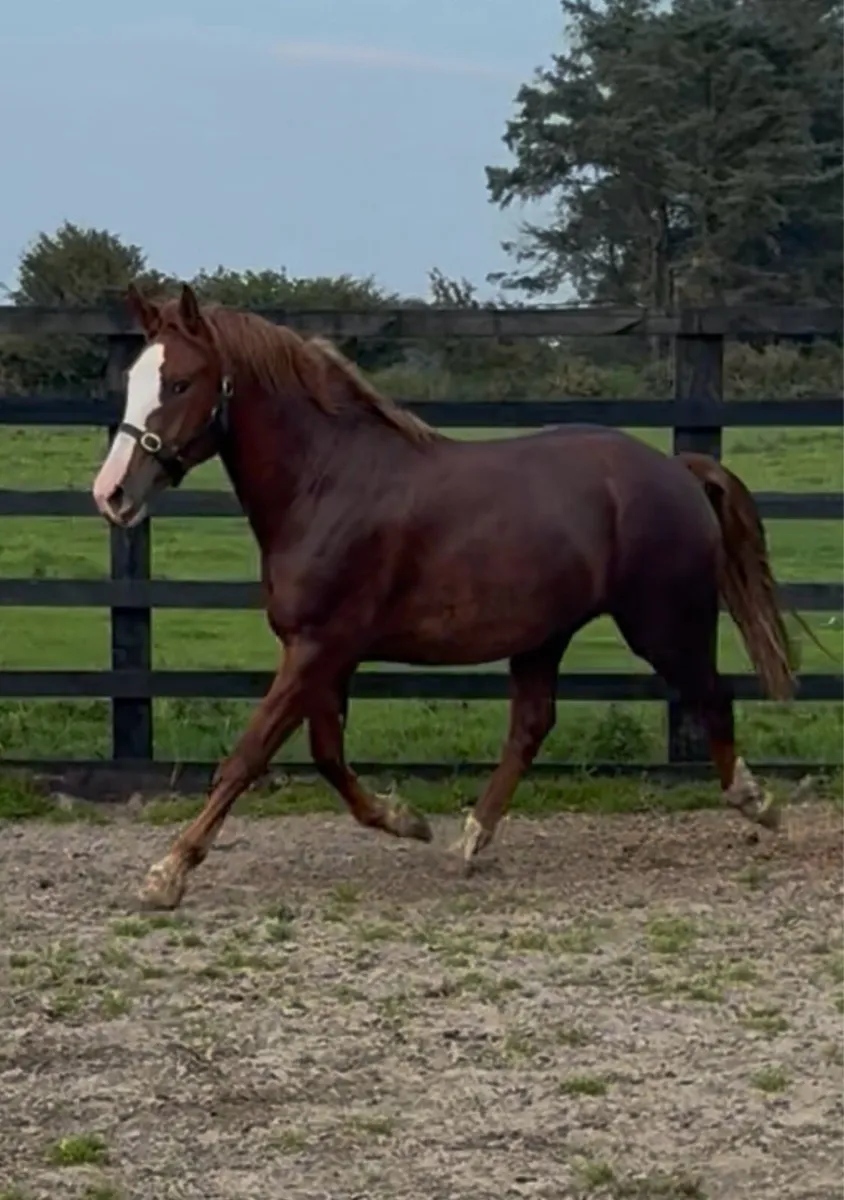 3 year old RID gelding - Image 1