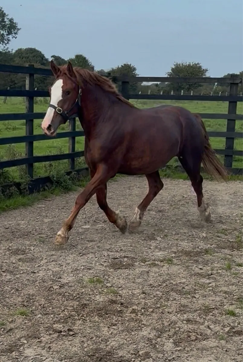 3 year old RID gelding - Image 2