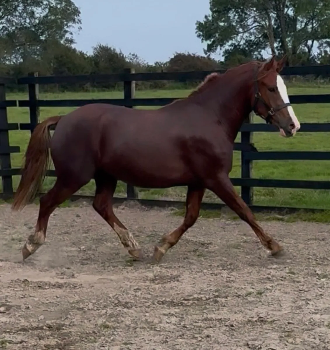 3 year old RID gelding - Image 3