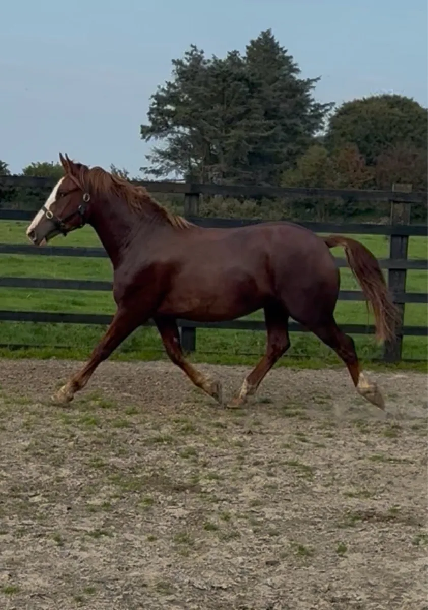3 year old RID gelding - Image 4