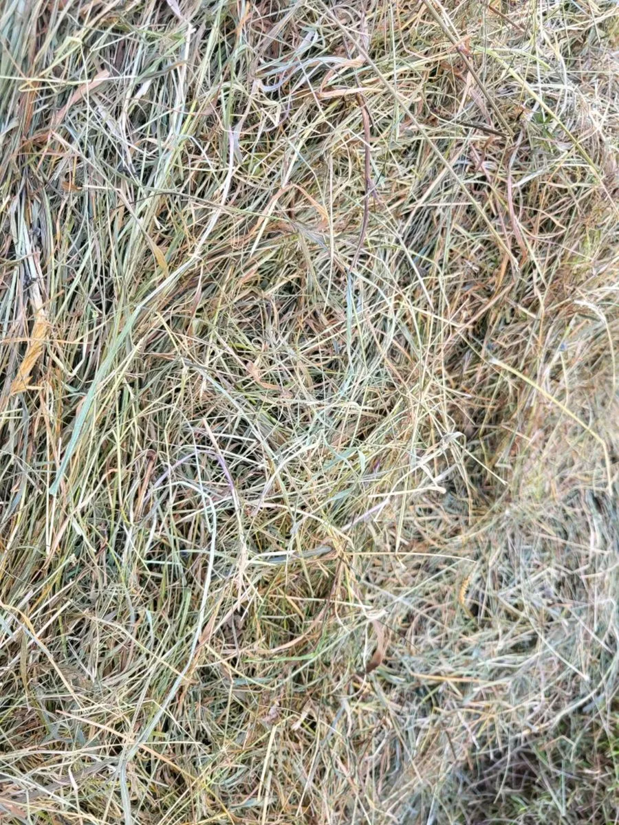 Fine green hay - Image 2