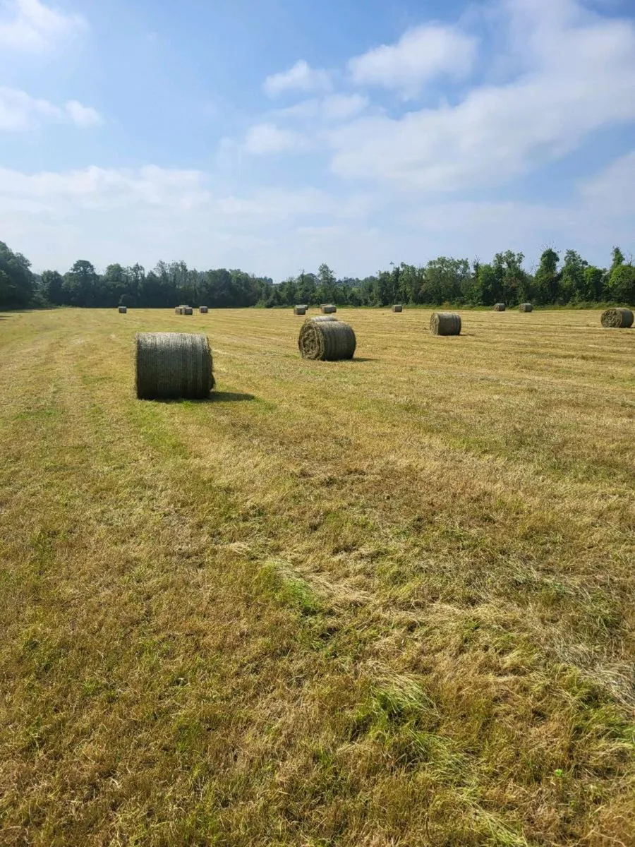 Fine green hay - Image 1