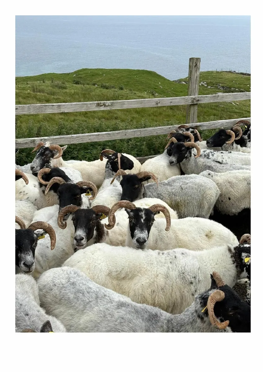 Ewes - Image 1
