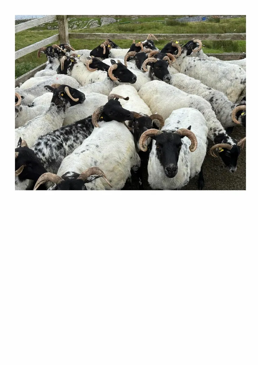 Ewes - Image 2
