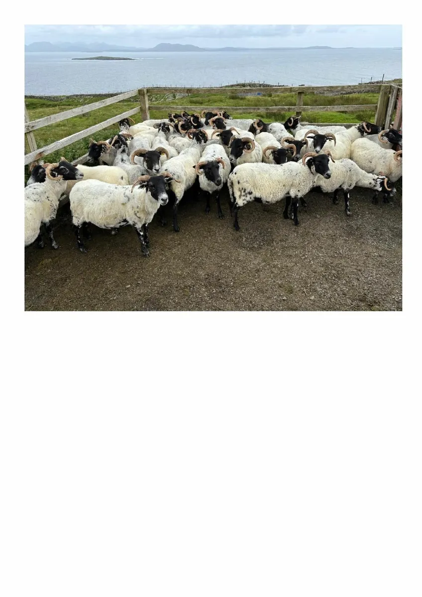 Ewes - Image 3