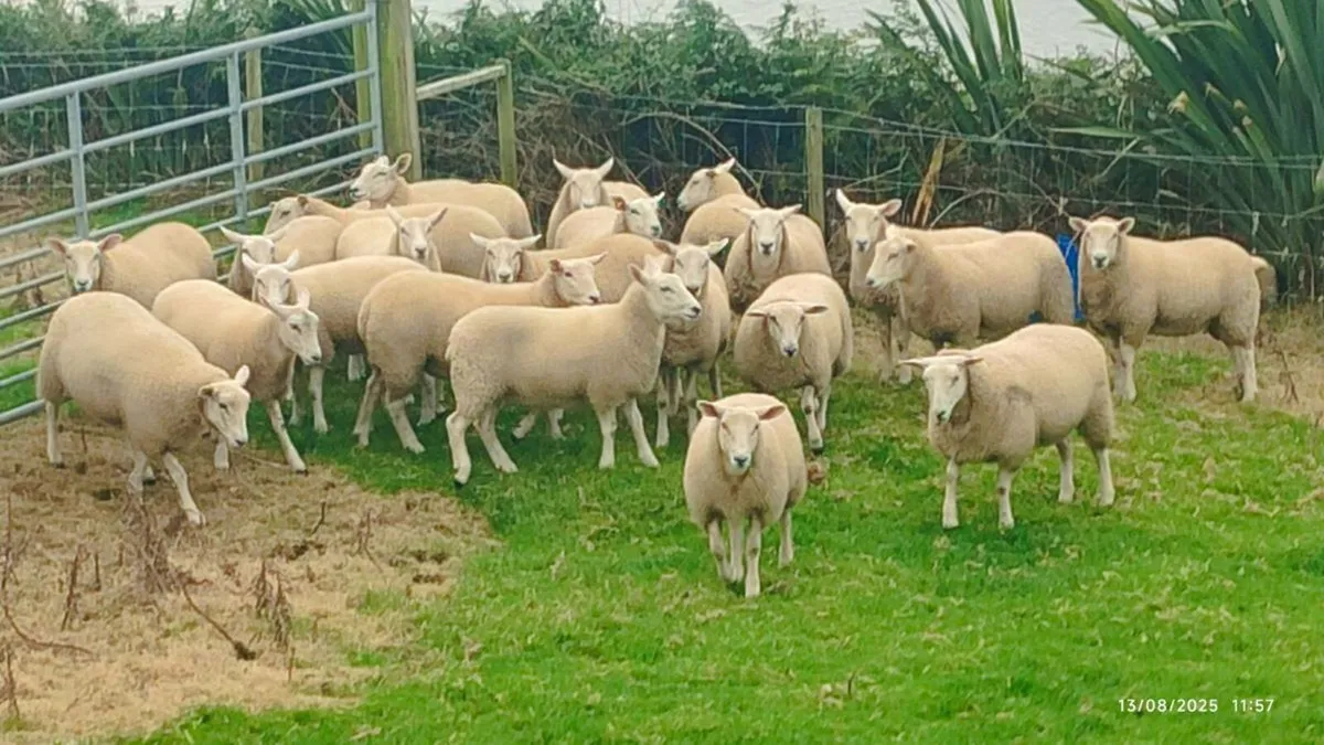 Pedigree Lleyn Ewe Lamb's - Image 1