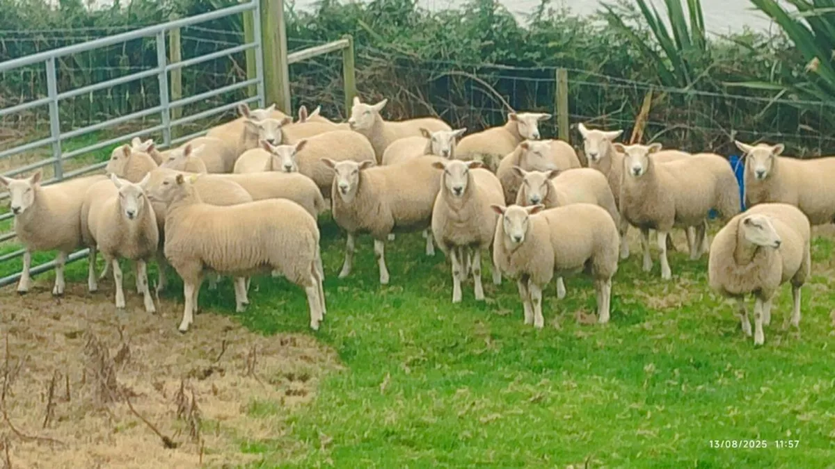 Pedigree Lleyn Ewe Lamb's - Image 2