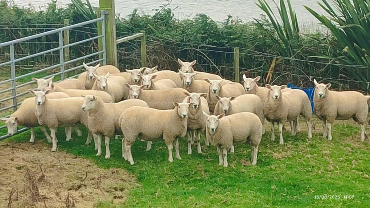 Pedigree Lleyn Ewe Lamb's - Image 3