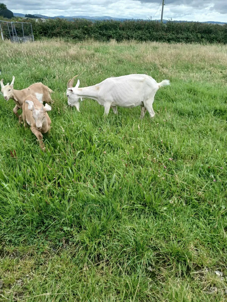Milking goat - Image 1