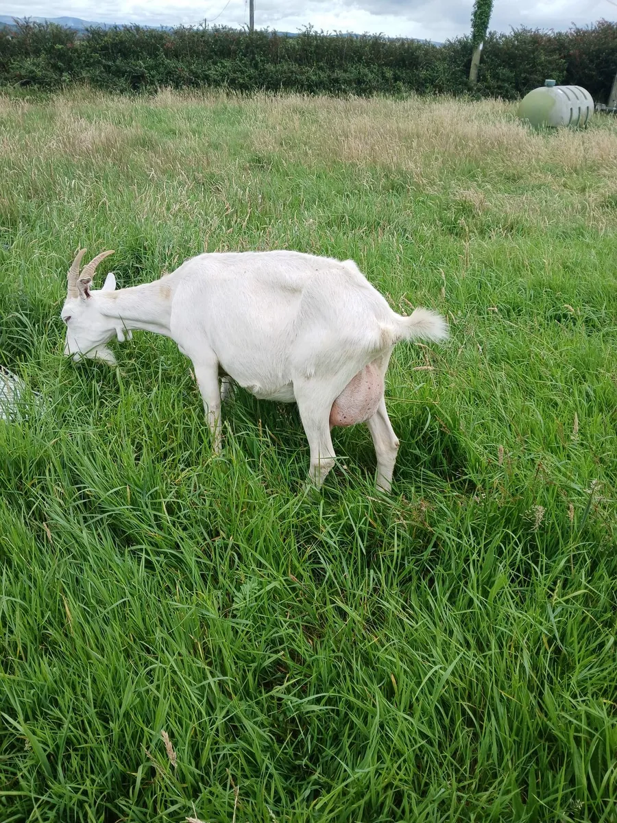 Milking goat - Image 2