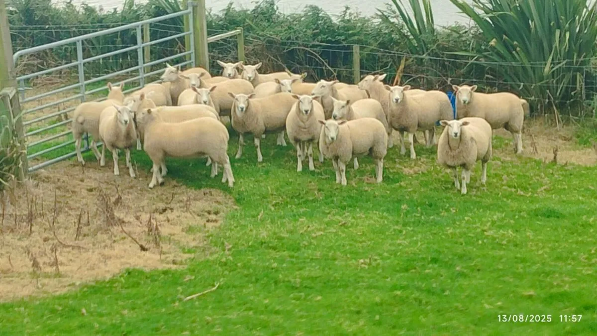 Pedigree Lleyn Ewe Lamb's - Image 4