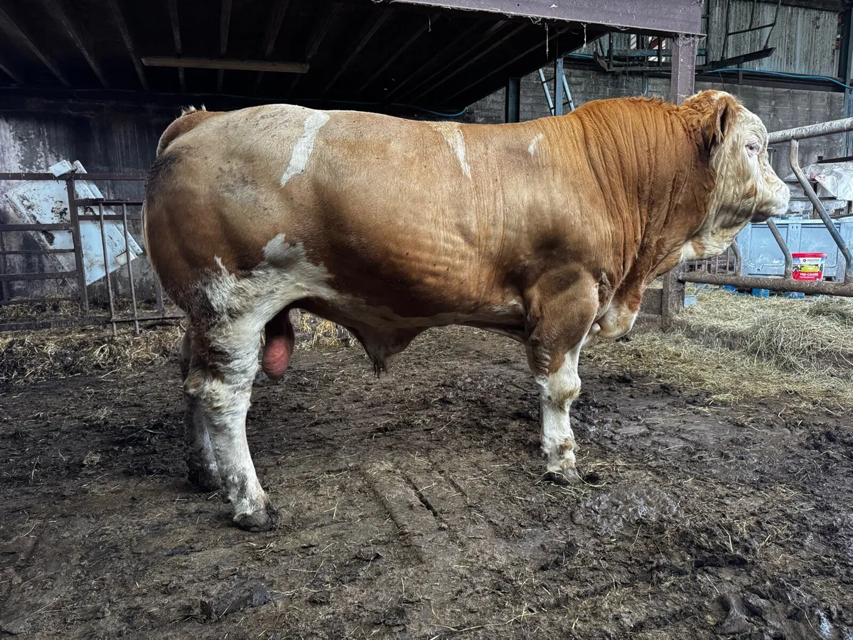 Simmental bull for sale - Image 1