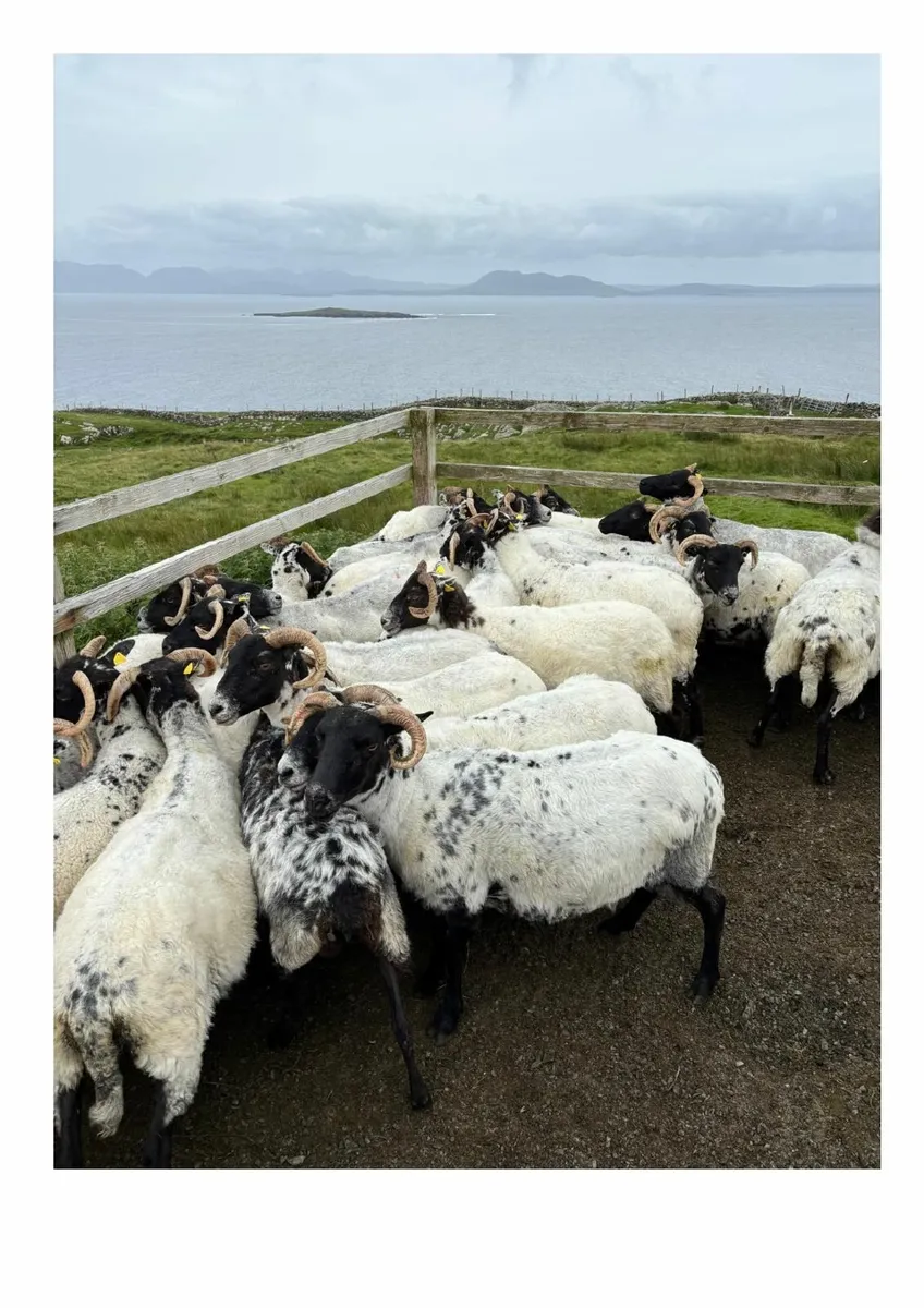 Ewes - Image 4