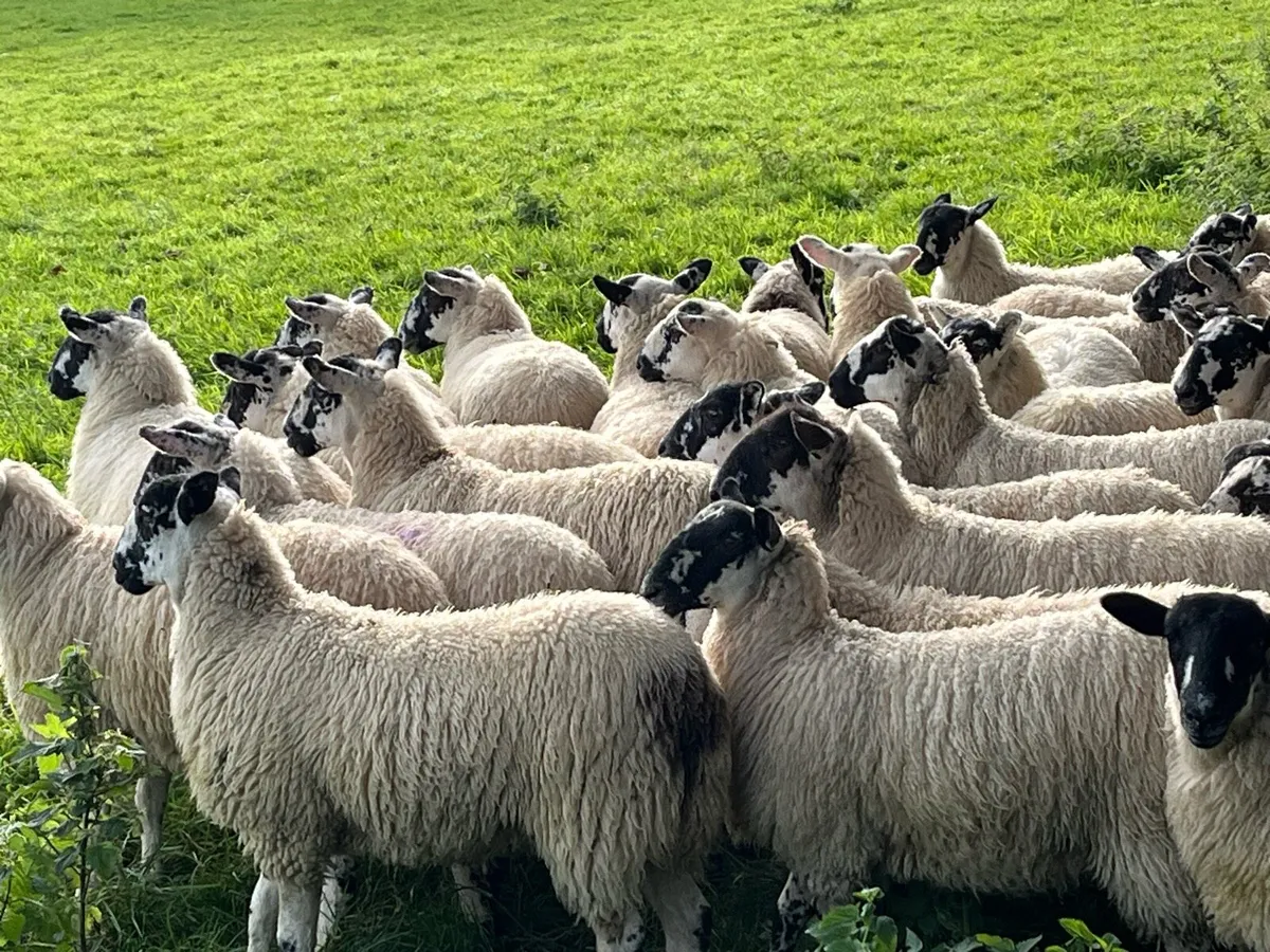 Mule ewe lambs ,going to DINGLE Mart 15th August. - Image 3
