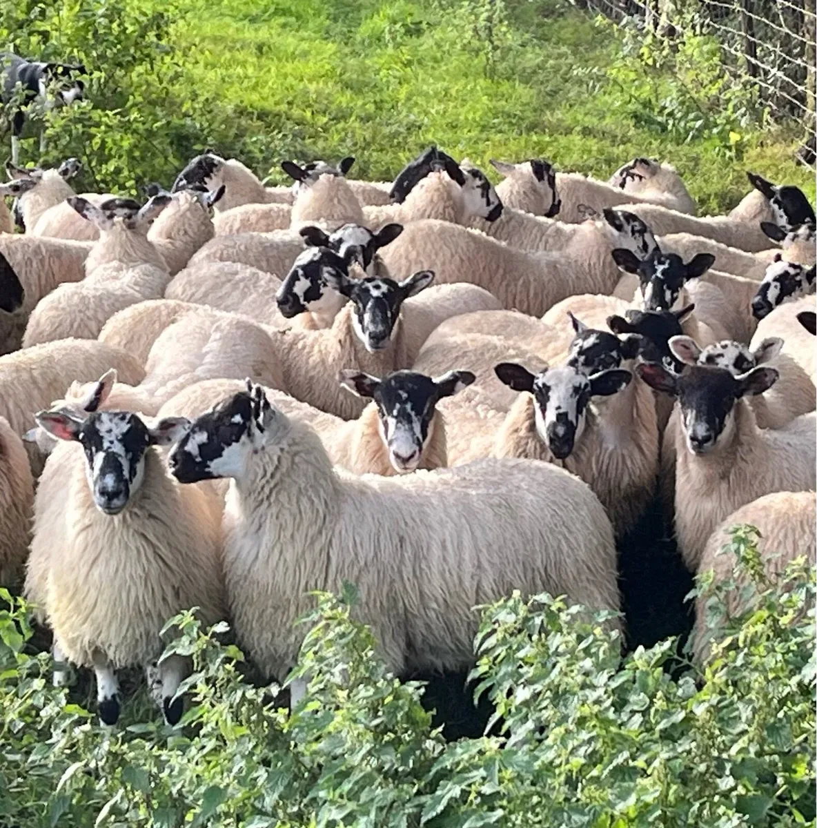 Mule ewe lambs ,going to DINGLE Mart 15th August. - Image 2