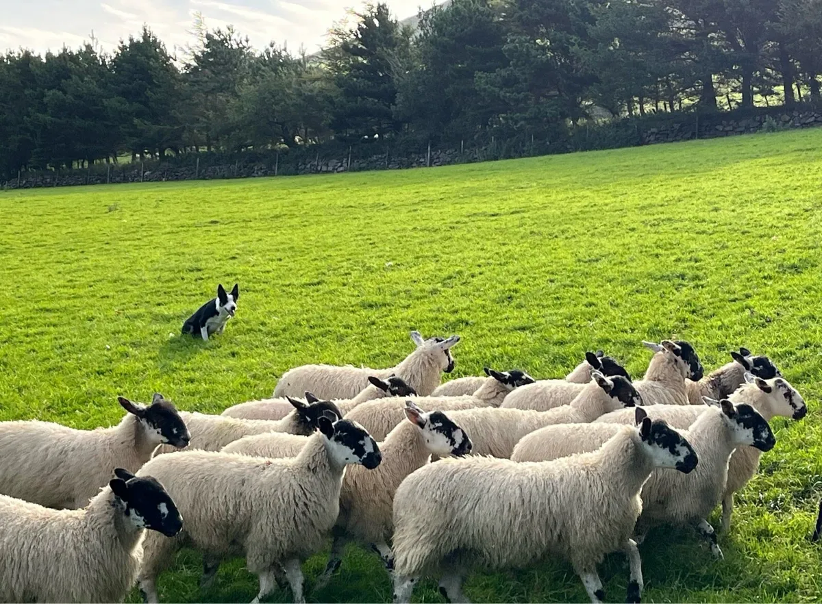 Mule ewe lambs ,going to DINGLE Mart 15th August. - Image 1