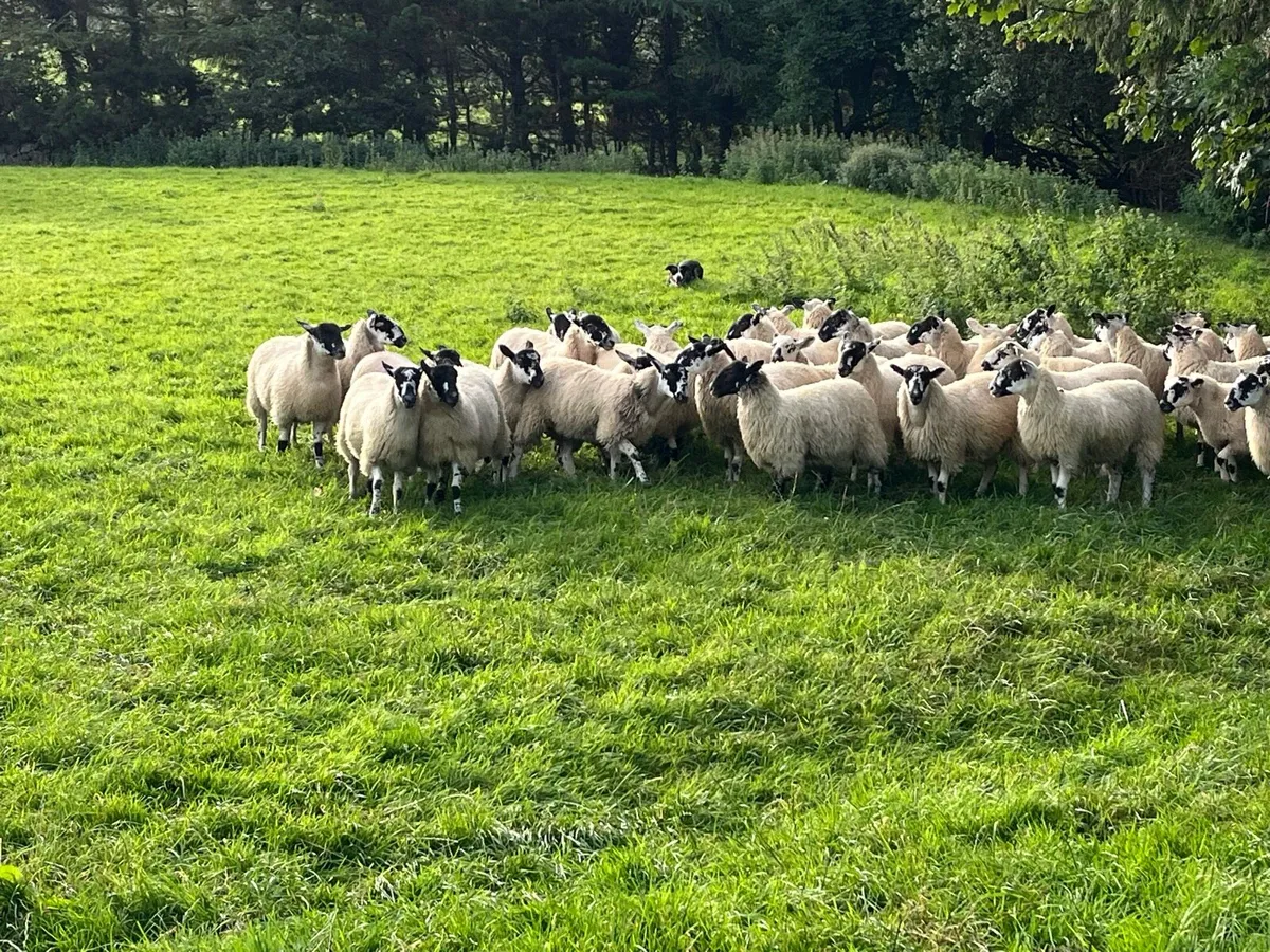 Mule ewe lambs ,going to DINGLE Mart 15th August. - Image 4