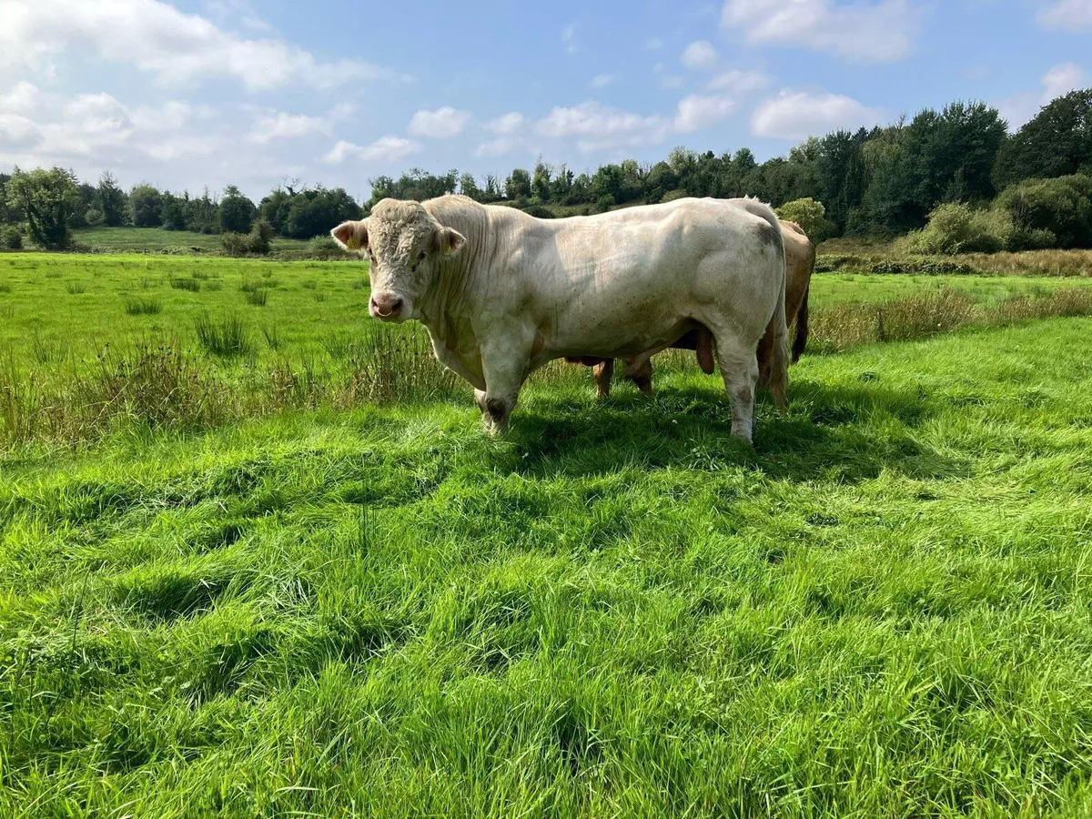 Charolais Bull - Image 1